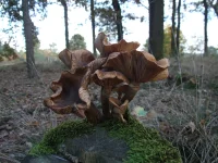 Sombere honingzwam [Armillaria ostoyae]